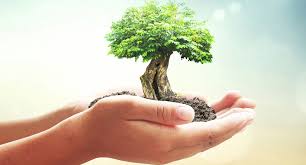 Tree Plantation - Supply Chain